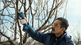 Una persona que usa equipo de seguridad poda ramas de árboles usando una tijera de podar inalámbrica.