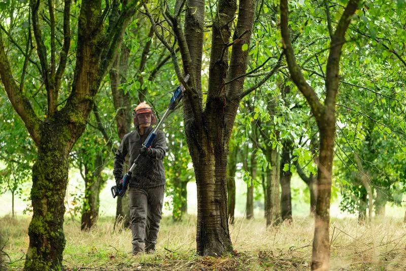 Une personne portant un équipement de sécurité coupe des branches d’arbres avec un sécateur télescopique sans fil.