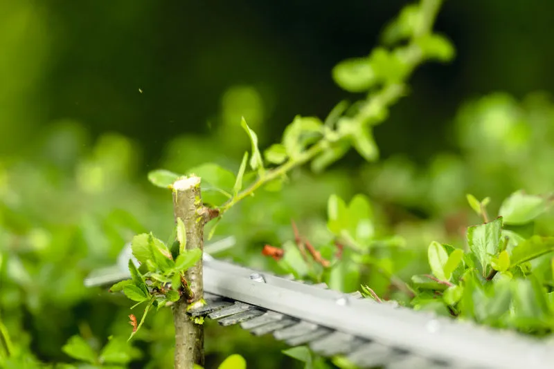 Taille-haie coupant une branche.