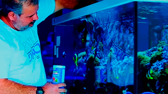 Um homem com uma camisa branca alimenta peixes em um aquário bem iluminado.
