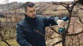 Una persona que usa equipo de seguridad corta las ramas de un viñedo con una podadora inalámbrica.
