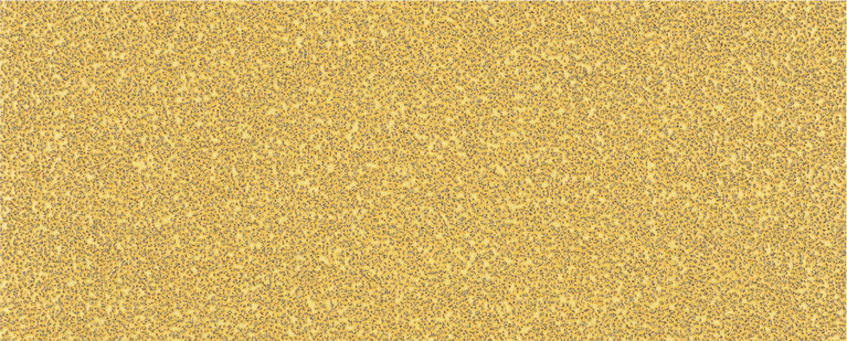 Feuille de papier abrasif Bosch EXPERT C470 grain 40 sans trous.