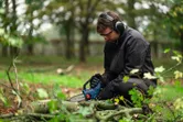 A person wearing safety equipment cuts tree branches with a chainsaw outdoors.