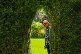 A person wearing safety equipment trims a hedge with a cordless hedgecutter.