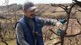 A person wearing safety equipment trims vineyard branches with a cordless secateur.