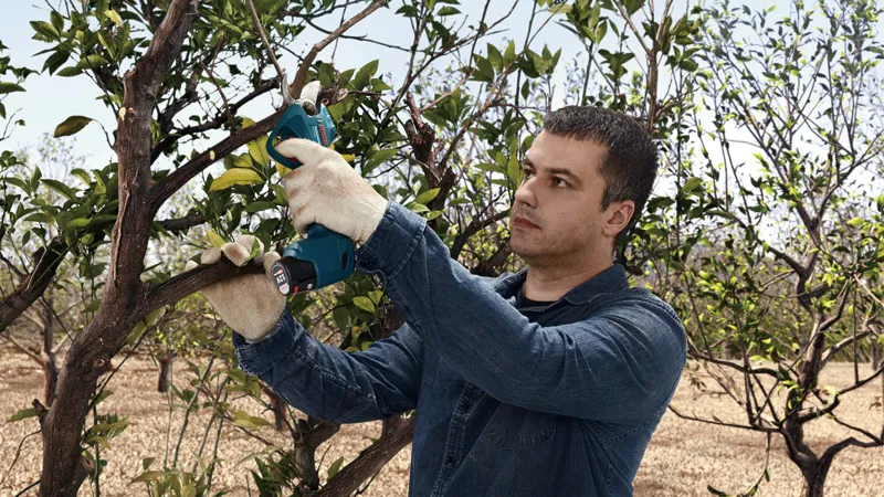 Person wearing safety equipment trims tree branches with a cordless secateur.