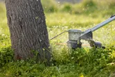 Akumuliatorinė žolės žoliapjovė, pjaunanti aukštą žolę šalia medžio kamieno.