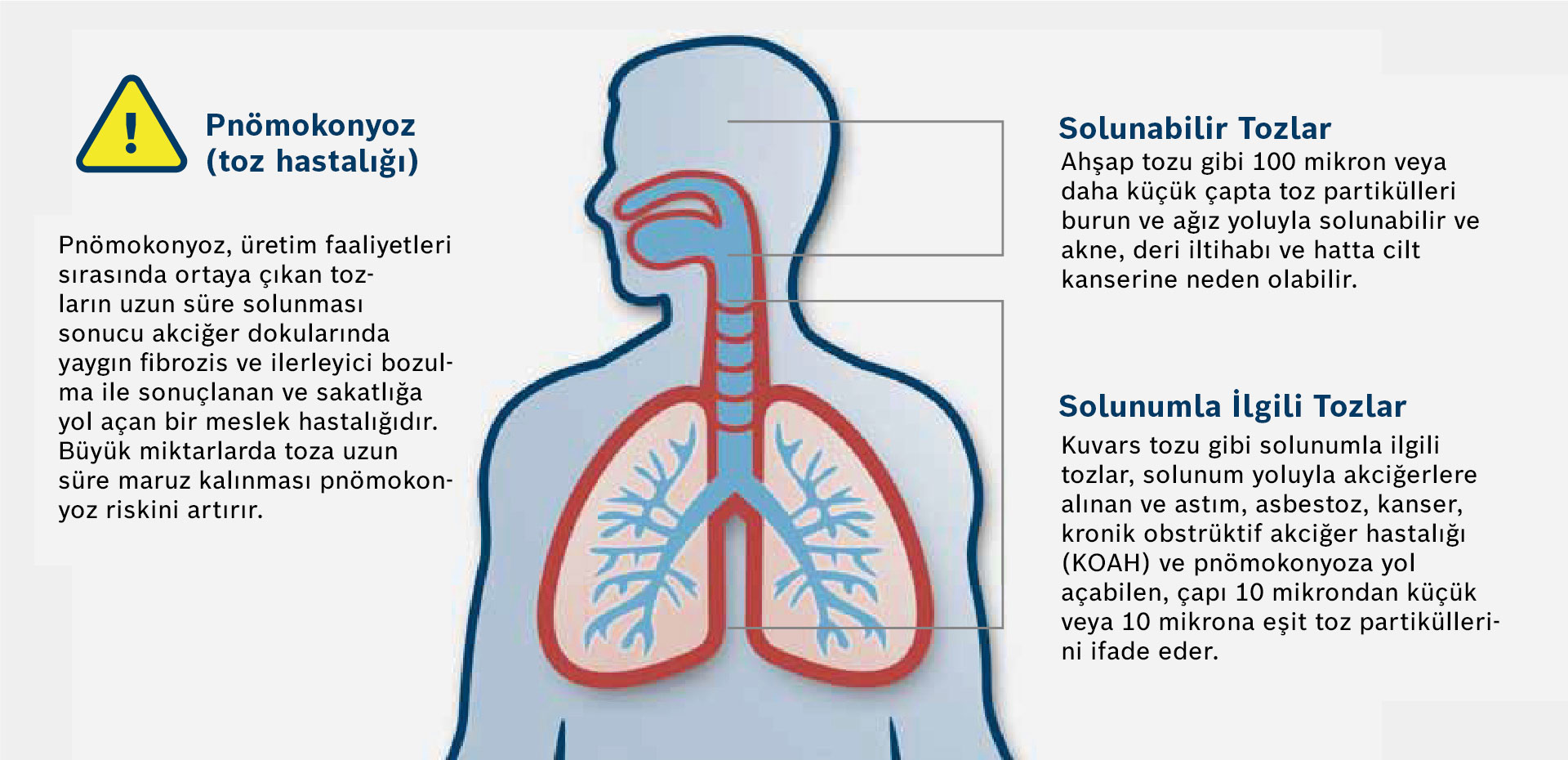 Toz hastalıkları hakkında notlar içeren insan akciğerleri diyagramı.