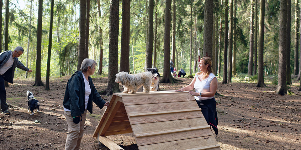 Tři lidé v lese interagují se psy na dřevěném herním zařízení.