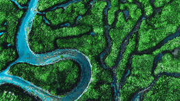 Toma aérea de un denso bosque de manglares verde con sinuosos cursos de agua azules.