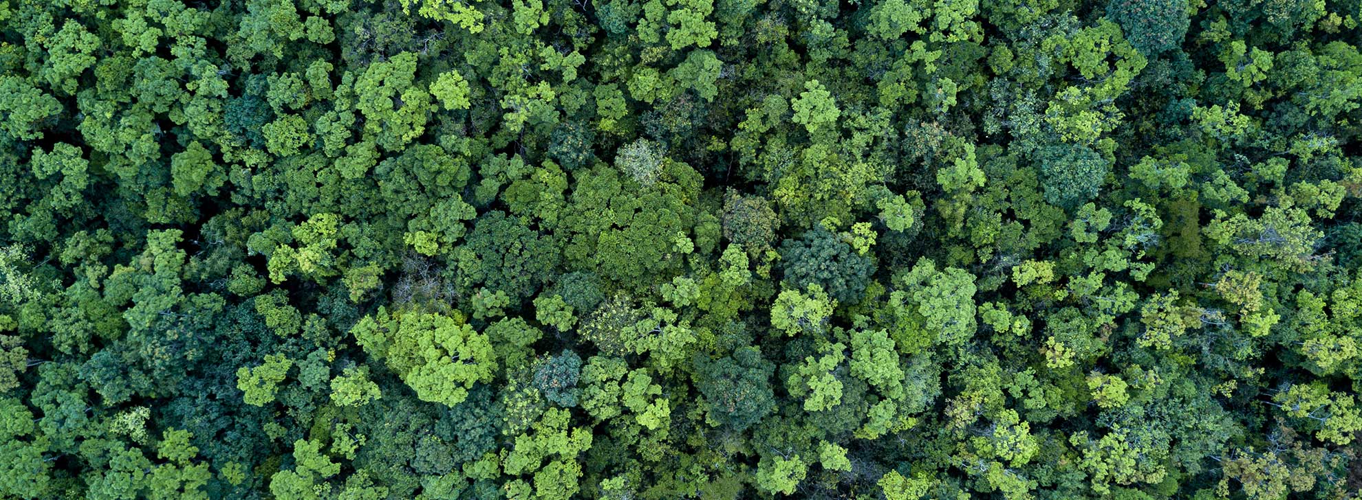 Tät, grön bladverk av en skog sett från fågelperspektiv.