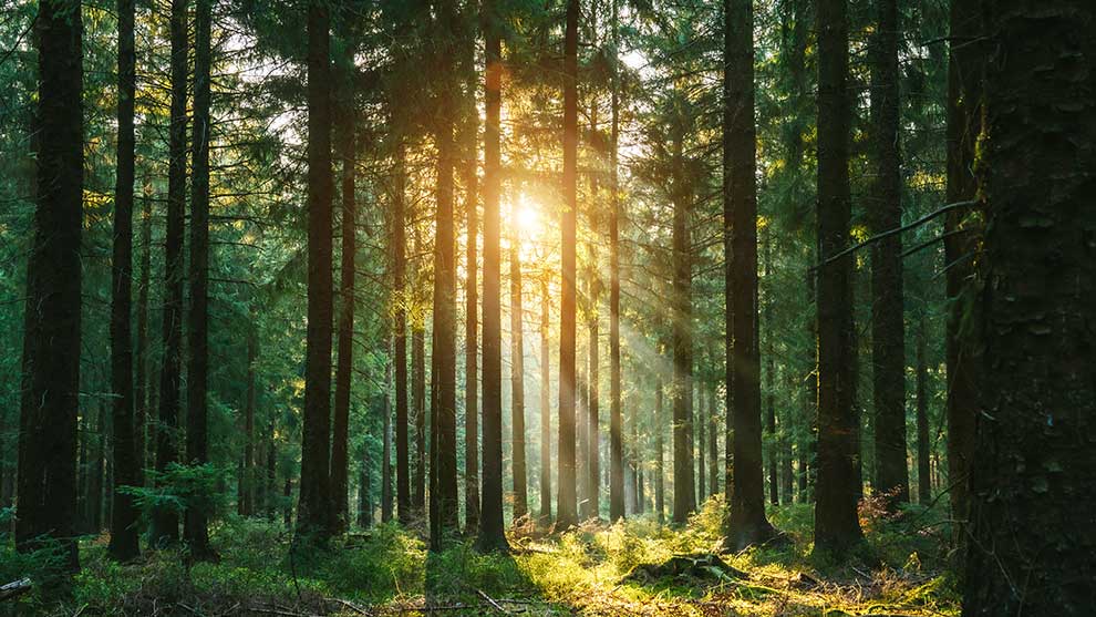 Solen strålar genom gröna trästammar i en tät skog.