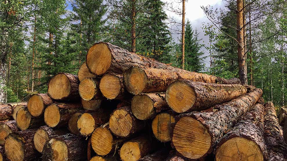 Staplade trästammar ligger i skogen mellan gröna träd.