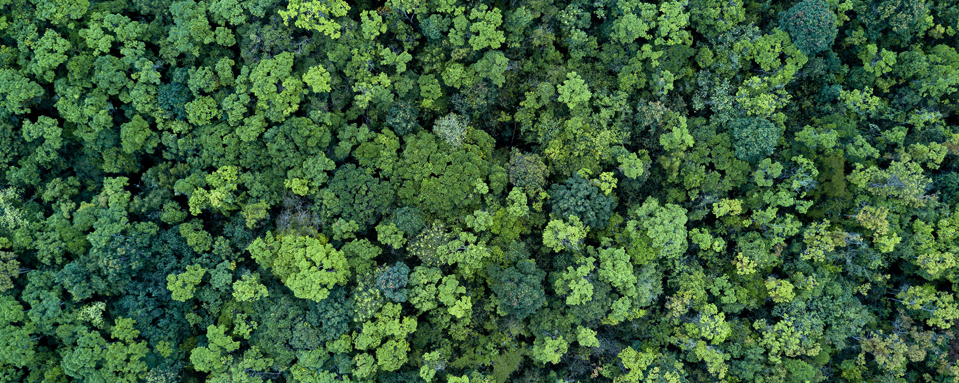 Dense, green tree canopies form a contiguous forest area.