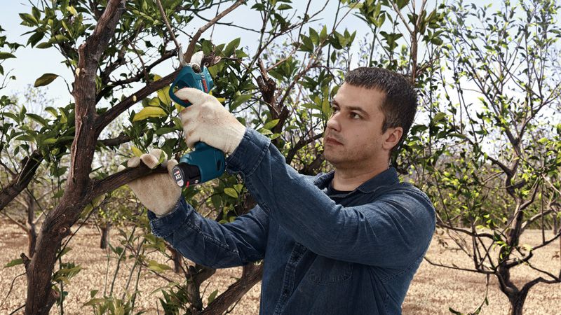 Person wearing safety equipment trims tree branches with a cordless secateur.