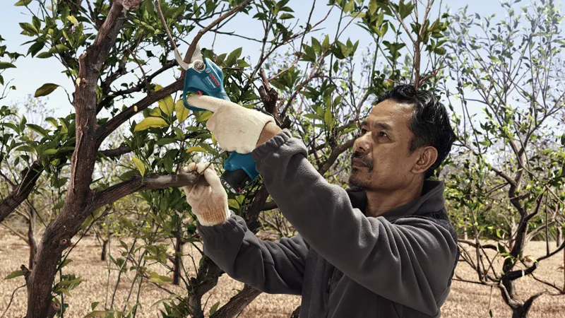 Una persona que usa equipo de seguridad poda la rama de un árbol con unas tijeras de podar inalámbricas.