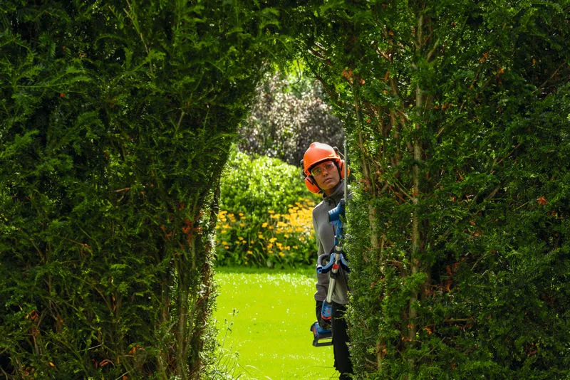 A person wearing safety equipment trims a hedge with a cordless hedgecutter.