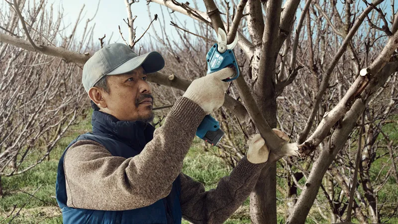 A person wearing safety equipment trims tree branches using a cordless secateur.