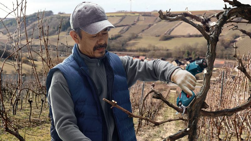 A person wearing safety equipment trims vineyard branches with a cordless secateur.