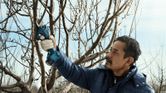 Una persona que usa equipo de seguridad poda ramas de árboles usando una tijera de podar inalámbrica.