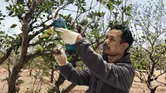 Una persona que usa equipo de seguridad poda la rama de un árbol con unas tijeras de podar inalámbricas.