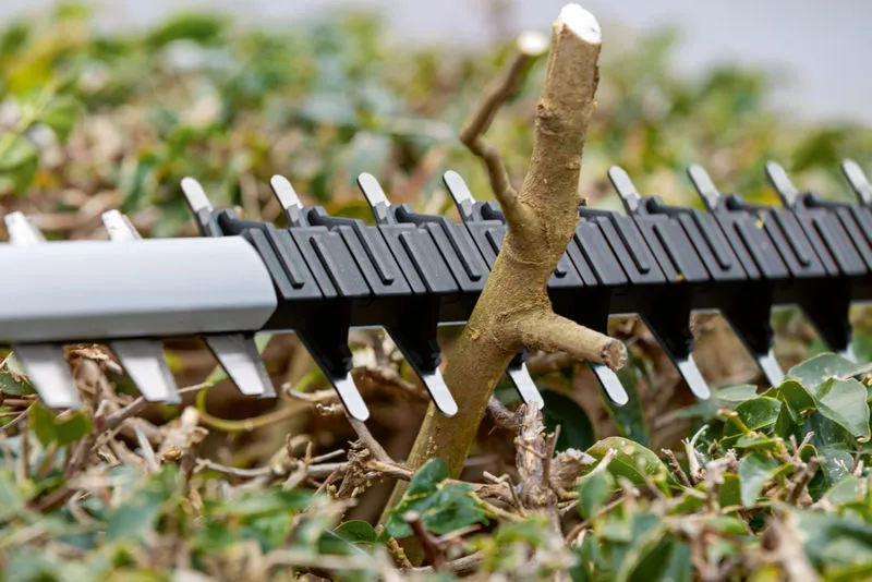 Hedge trimmer blade cutting through a thick branch among green leaves.
