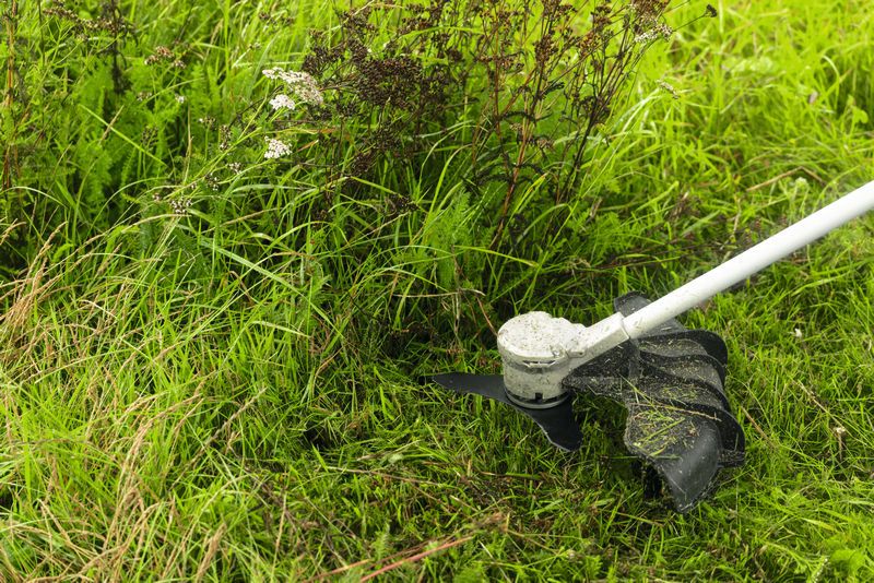 Röjsåg som trimmer högt gräs i ett grönt igenvuxet fält.